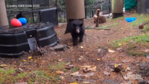 Usa, cuccioli di orso nero trasferiti nello zoo dell’Oregon