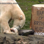 Chicago, l’orso polare Hudson compie 17 anni