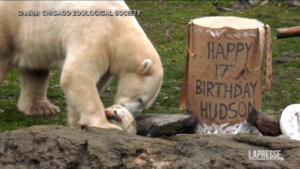 Chicago, l’orso polare Hudson compie 17 anni