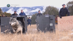 Colorado, liberati cinque lupi grigi nelle Montagne Rocciose