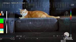 Nasa, primo video in streaming dallo spazio: protagonista il gatto Taters