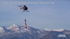 Usa, cervi trasportati in elicottero nello Utah