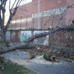 Maltempo, forte vento a Torino: strutture danneggiate e alberi caduti