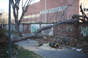 Maltempo, forte vento a Torino: strutture danneggiate e alberi caduti