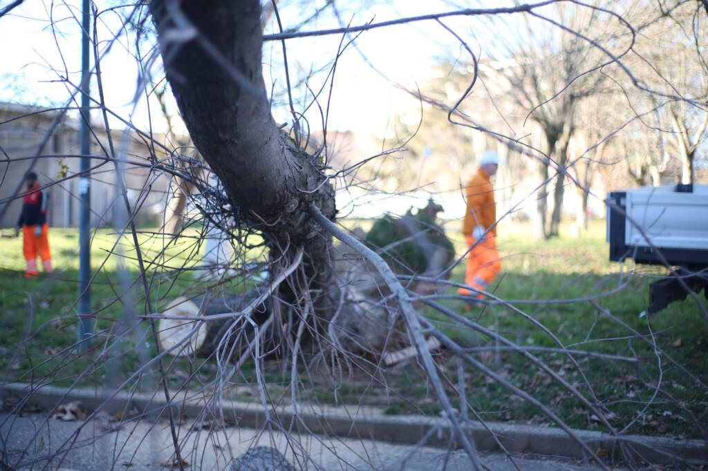 Galleria foto 'Maltempo, forte vento a Torino: strutture danneggiate e alberi caduti' - foto 2