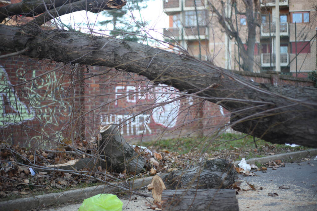 Galleria foto 'Maltempo, forte vento a Torino: strutture danneggiate e alberi caduti' - foto 3