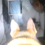 Gaza, Idf diffonde video di tunnel di Hamas a Issa