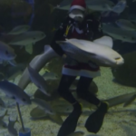 Rio De Janeiro, Babbo Natale si tuffa tra gli squali