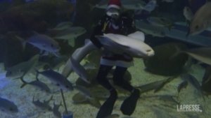 Rio De Janeiro, Babbo Natale si tuffa tra gli squali