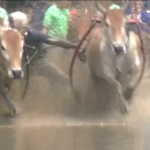 Indonesia, le corse dei tori sull’isola di Sumatra