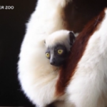 Regno Unito, allo zoo di Chester è nato un lemure ballerino