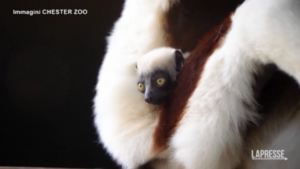 Regno Unito, allo zoo di Chester è nato un lemure ballerino