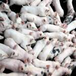 Matera, morti 1.500 maiali in incendio capannone