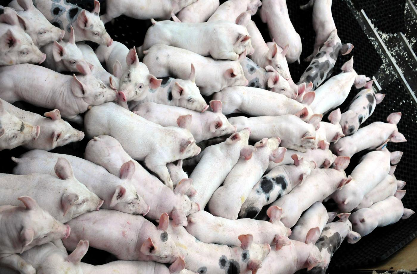 Matera, morti 1.500 maiali in incendio capannone