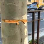 Milano, cavo d’acciaio teso su strada: un arresto