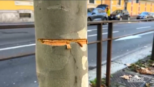 Milano, cavo d’acciaio teso su strada: un arresto