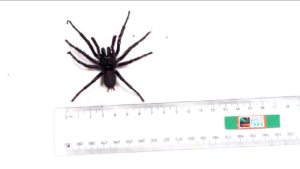 Australia, trovato il più grande “ragno dei cunicoli” mai visto prima