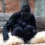 Lo zoo di Praga accoglie un nuovo cucciolo di gorilla