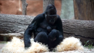 Lo zoo di Praga accoglie un nuovo cucciolo di gorilla