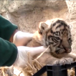 Roma, al Bioparco nata una tigre di Sumatra