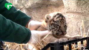 Roma, al Bioparco nata una tigre di Sumatra