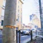 Milano, cavo teso in strada: fermato uno dei complici