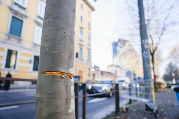 Milano, cavo teso in strada: fermato uno dei complici