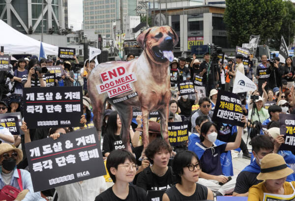 Sud Corea, Parlamento mette al bando produzione carne di cane