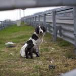 Animali, 7 anni reclusione e revoca patente per chi li abbandona: ok a emendamento Lega