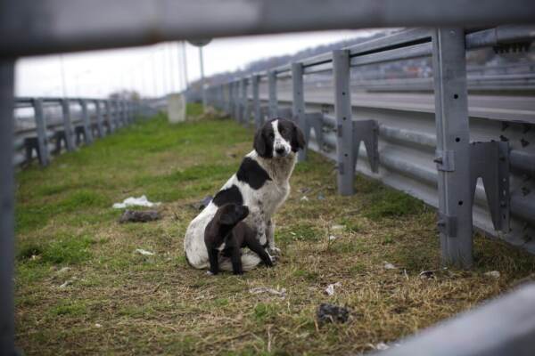 Animali, 7 anni reclusione e revoca patente per chi li abbandona: ok a emendamento Lega