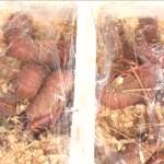 Hong Kong, sequestrate 3 tonnellate di aragoste di contrabbando