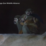 Usa, zoo di San Diego in festa: nati tre cuccioli di scimmia