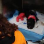 Cane legato e bruciato a Palermo, decisive le prossime ore