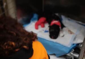 Cane legato e bruciato a Palermo, decisive le prossime ore