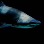 Wwf, oltre 80 milioni di squali uccisi ogni anno