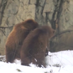 Usa, gli animali dello zoo di Chicago giocano nella neve