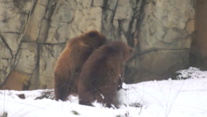 Usa, gli animali dello zoo di Chicago giocano nella neve