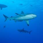 Bahamas, bambino di 10 anni morso da uno squalo in un resort