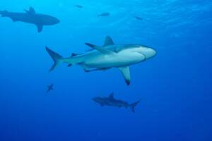WHITETIP REEF SHARK (TRIAENODON OBESUS) IS A REQUIEM SHARK IN THE GENUS CARCHARINIDAE