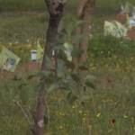 Israele, famiglie vittime attacco Hamas piantano alberi per ricordare propri cari