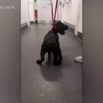 Regno Unito, la cagnolina ha due zampe in più: operata per rimuoverle