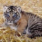 Roma, scelto il nome per la tigrotta del Bioparco: si chiama Kala