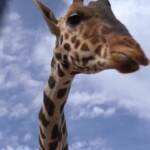 Messico, trasferita la giraffa Benito: la sua vita era minacciata dal freddo