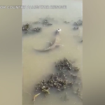 Usa, alligatori immobili nel ghiaccio: sopravvivono grazie alla brumazione