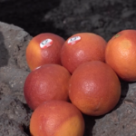 L’Arancia Rossa di Sicilia IGP sale sulla cima dell’Etna