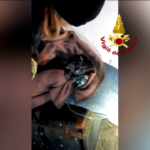 Rovigo, incendio abitazione: vigili del fuoco salvano gatto