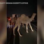 Usa, camion prende fuoco in autostrada: animali salvati dalla polizia