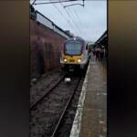 Regno Unito, cigno blocca treno pendolari a Stortford