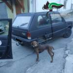 Chieti, cane legato all’auto in movimento: denunciato proprietario