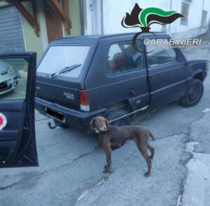 Chieti, cane legato all’auto in movimento: denunciato proprietario